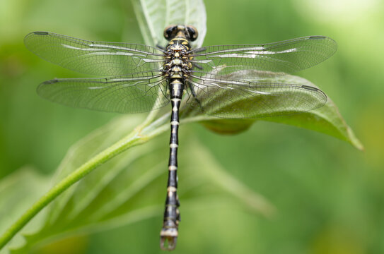Close-up of a dragonfly (Onychogomphus forcipatus) viewed from above. Its iridescent wings are spread out. The hunter is perched on a leaf.