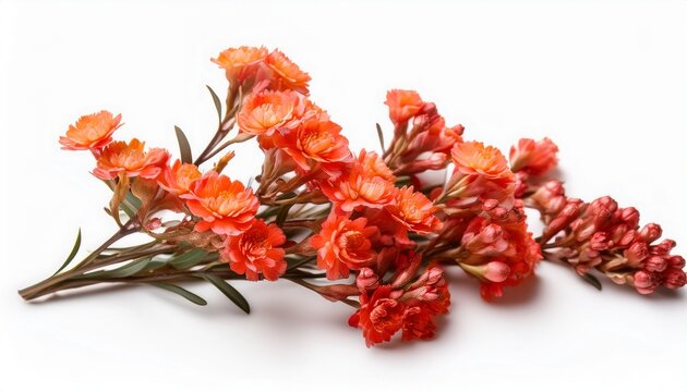 twig of coral limonium flowers isolated on white or white background
