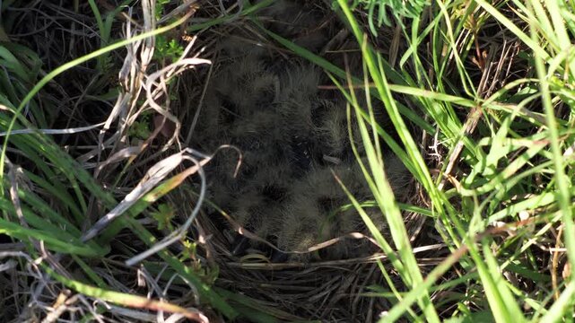 Crested lark nest with chicks hidden in grass, Galerida cristata