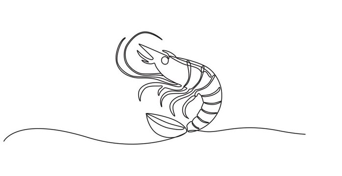 shrimp continuous one line drawing animation, Self drawing simple animation of single continuous one line drawing of shrimp. Drawing by hand, black lines on a white background, Animated self drawing