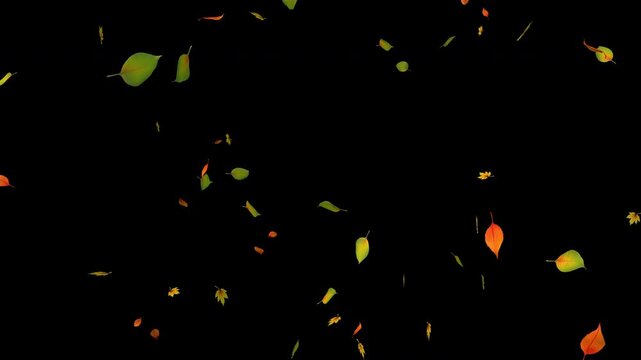 Smoothly falling leaves of different types on a black background. Leaves drifting in different directions. 4K video.
