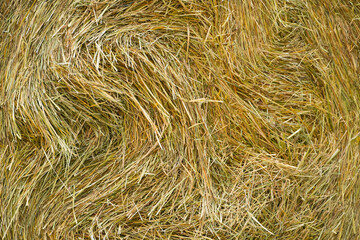 texture of straw, texture of hay © Hanna