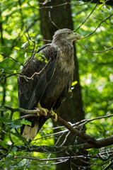 Fototapeta premium White-Tailed Eagle Resting Among Forest Branches in Wolinski National Park, Poland