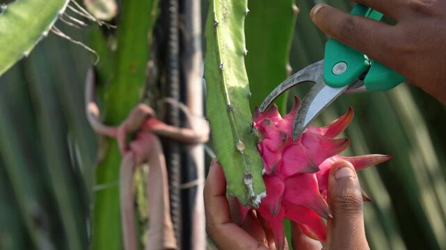 Farmer Harvesting Ripe Dragon Fruit with Pruning Shears on Plantation. Harvesting Dragon Fruit Using Garden Scissors in Organic Farm Close Up. Asian Fruit Harvesting.