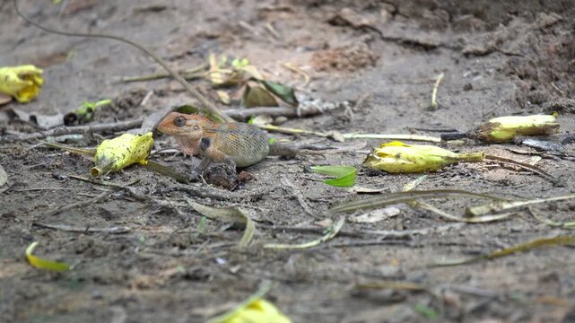 Macro Shot of Small Indian Garden Lizard Reptile in its Natural Wildlife Habitat
