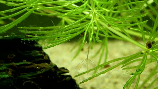 Hydra capturing and eating a chironomid larva, initial prey capture, scene 1 of 5, filmed underwater in a freshwater pond, moderate close-up. 