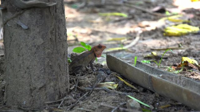 Oriental Garden Lizard Hiding Next to a Weathered Tree Stump on Dirt Ground