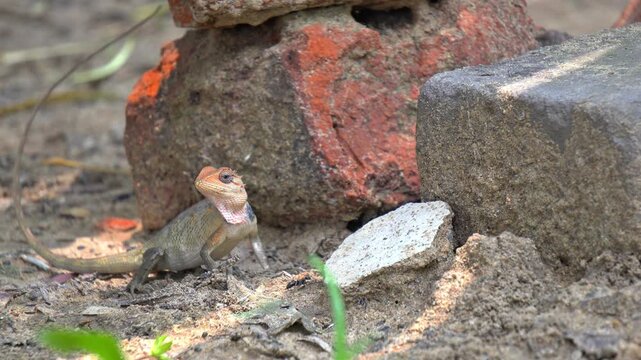 Oriental Garden Lizard with Red Head Standing on Ground near Brick Stones. Indian Garden Lizard Hiding near Old Rusty Red Bricks in Outdoor Nature.