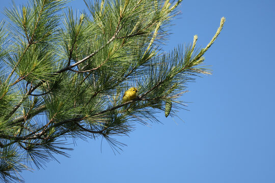 Yellow Warbler (Setophaga petechia) perched among pine branches and needles under a clear blue sky, displaying natural habitat and behavior.