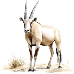 watercolor of Oryx illustration graphic, isolated on a white background. © trovexa
