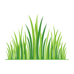 Fototapeta premium Green grass blades illustration on white background
