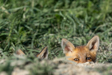 Fototapeta premium red fox cub peeking from den entrance