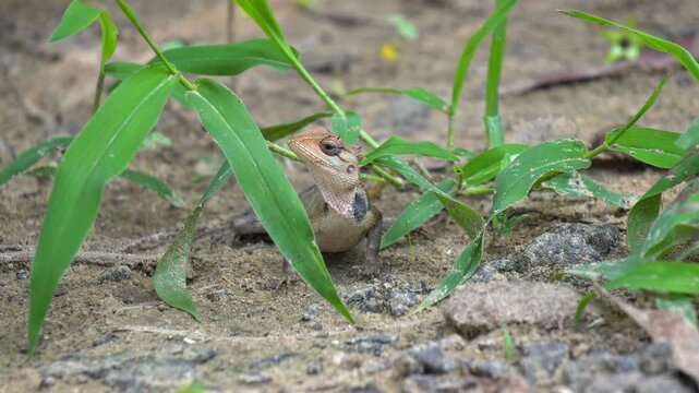 Oriental Garden Lizard Peeking Through Green Grass Blades on Dirt Ground. 