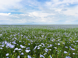 Obraz premium Flax field with blooming plants under beautiful sky