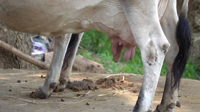Close Up of Cow Udder and Teats in an Indian Rural Dairy Farm. Macro Shot of Cow Teats and Hind Legs standing on Dirt Ground. Livestock Cattle Close Up Showing Udder of Domesticated Dairy Cow.