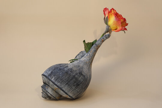 Still life with a rose flower in seashell. Close-up with maximum depth of field on a light background.