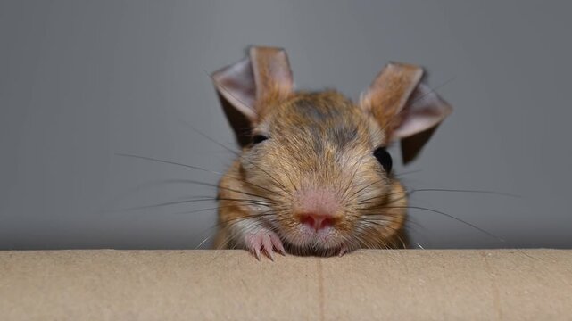 An extreme close-up of a cute Williams' jerboa looking directly into the camera from behind a cardboard surface, twitching its nose.