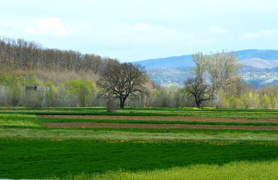 panorama of nature in spring