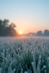 Obraz premium Frosted grass blades in a field at sunrise a scenic outdoor photograph with a soft color palette frost winter frozen