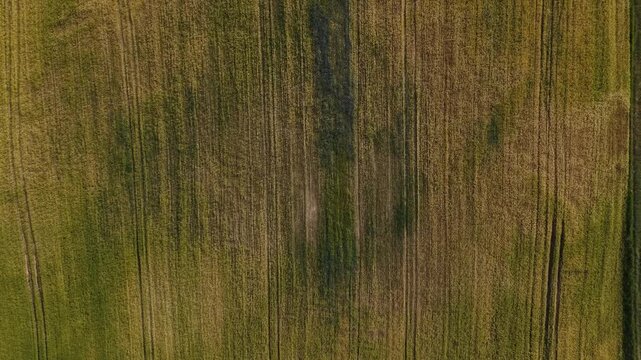 Mature Grain Field &ndash; Top Down Forward Wide Flight Along Crop Planting Lines