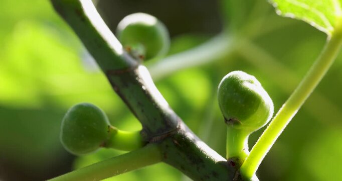Unripe green figs growing on a sunny branch