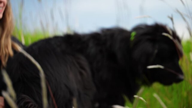 Horizontal video in slow motion at 1080p at 60 fps of a beautiful black dog sitting in the tall grass

