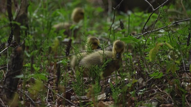 Slow-motion footage of Canada goose goslings walking, feeding, and stumbling in a wet forest environment.