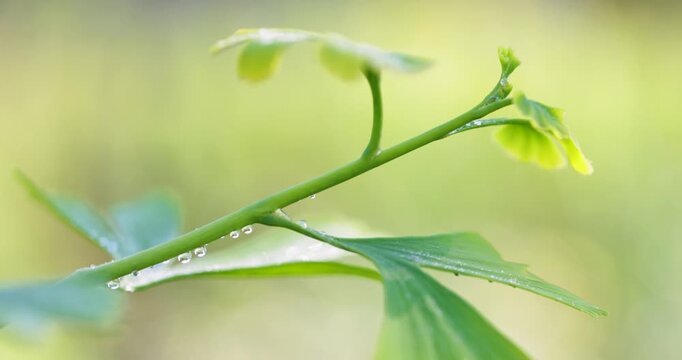 Close up of green ginkgo biloba leaf with water drops