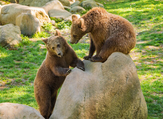 Wildlife photography of cute grizzly bear cubs playing together on boulders on a sunny day, capturing active predators communicating in their natural reserve habitat. © myschka79