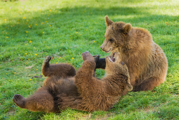 Wildlife photography of grizzly bear cubs playing together on a sunny day, capturing active predators interacting in their natural habitat for conservation concepts. © myschka79