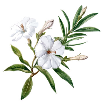 Oleander Branch, watercolor vector portraying a joyful pose with colorful highlights, isolated on a white background.