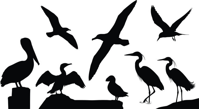 Vector silhouettes set of coastal seabirds including flying seagulls, pelican perched on post, cormorant, albatross, puffin, and wading herons