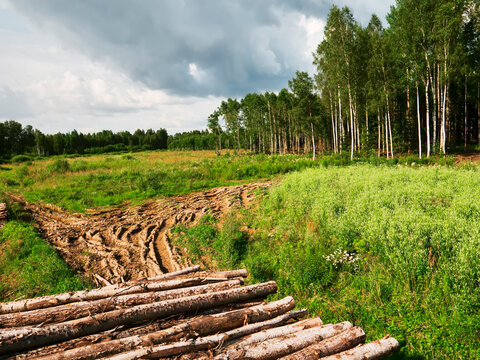 Stacked logs rest in a green meadow under a cloudy sky. Tall birch trees form a dense forest backdrop. The scene reflects forestry activity in a rural environment. Ideal for themes like nature