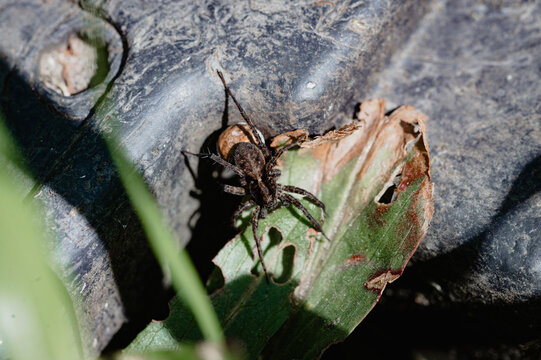 Wolf spider on a dark surface