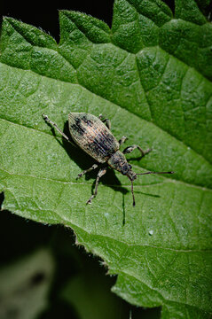 Weevil on a green leaf from above