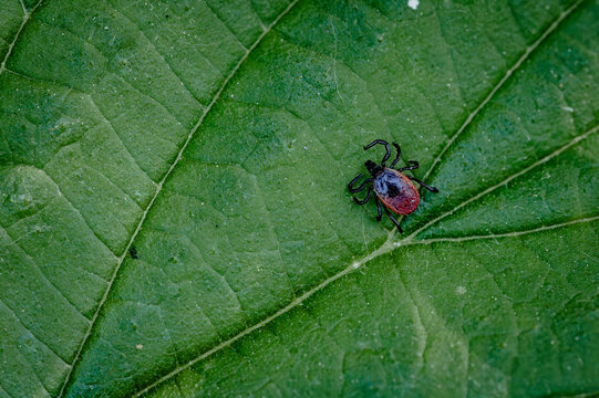 Engorged tick on a green leaf