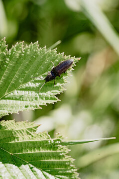 Click beetle on a serrated green leaf