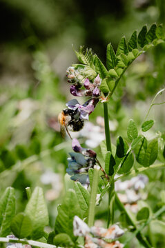Bumblebee hanging on a purple vetch