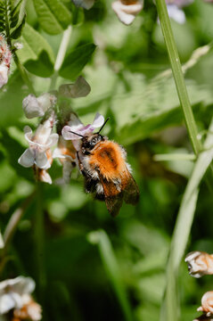 Fuzzy bumblebee close-up on a flower