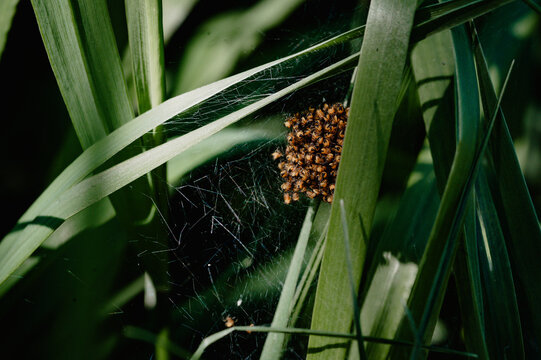 Cluster of baby cross spiders in a web
