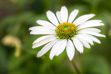 Fototapeta premium White echinacea coneflower in full bloom close-up, yellow green spiked center cone, radial petal symmetry, soft green bokeh, botanical and floral photography.