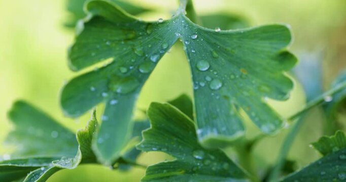 Wet ginkgo biloba green leaf swaying gently after rain