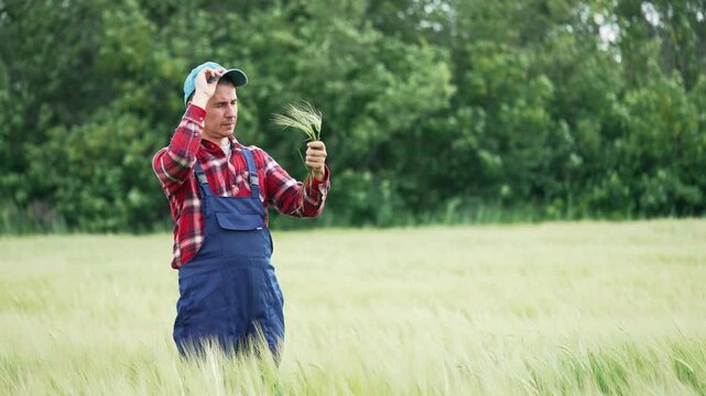 Farmer inspects wheat ears in green field. Farmer examines crop quality, checking each wheat stalk closely. Agronomist studies grain growth outdoors. Field inspection ensures healthy harvest.
