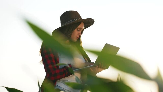 Farmer using laptop in corn field at sunset. Woman in hat works with computer among crop leaves. Smart farming technology in cornfield. Agricultural worker analyzes harvest data outdoors.