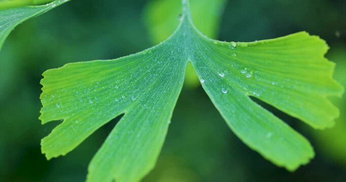 Close up of green Ginkgo biloba leaf with water droplets