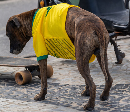 Rio de Janeiro, Brazil - 13 June 2026: View of a brindle dog wearing a yellow and green Brazil football jersey standing on a stone pavement next to a skateboard.