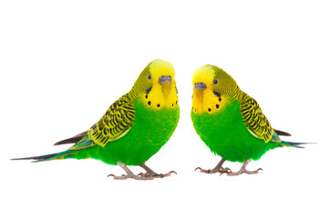 Fototapeta premium Two green budgerigar parakeets sitting together on white background.