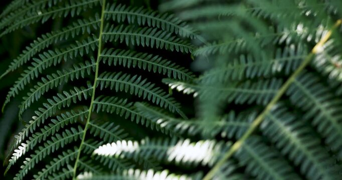 Close up of a dark green fern leaf swaying gently in the wind