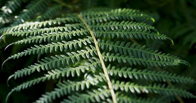 Green fern frond macro detail in the forest