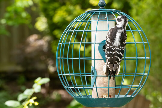 A Hairy Woodpecker Sitting on the Outside of a Globe Bird Feeder Looking In